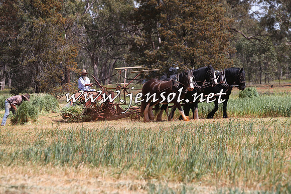 Barellan2015_0007