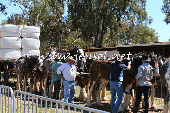 Barellan2015_0340