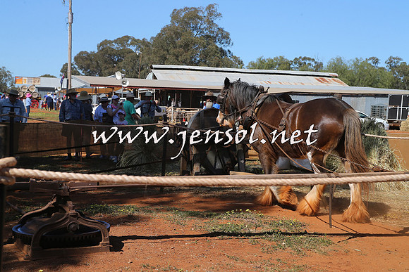 Barellan2015_0115