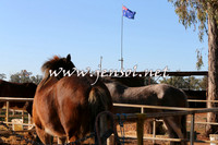 Barellan2015_0318