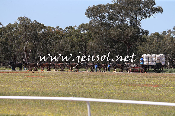 Barellan2015_0205