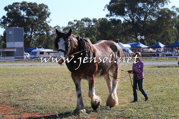 Barellan2015_0301