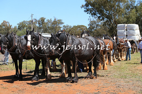 Barellan2015_0348