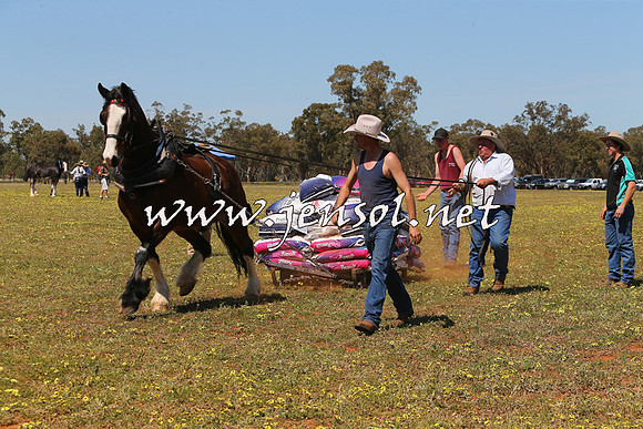 Barellan2015_0166
