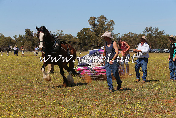 Barellan2015_0169