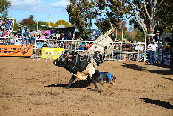 CoonambleRodeoCampdraftSat_0891