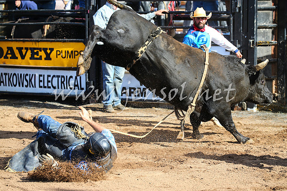 CoonambleRodeoCampdraftSat_0460