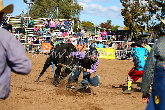 CoonambleRodeoCampdraftSat_0882
