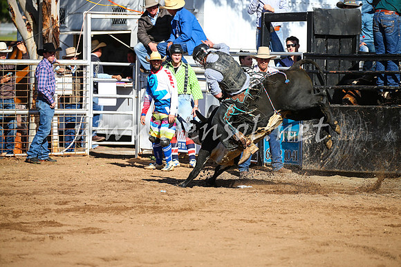 CoonambleRodeoCampdraftSat_0613