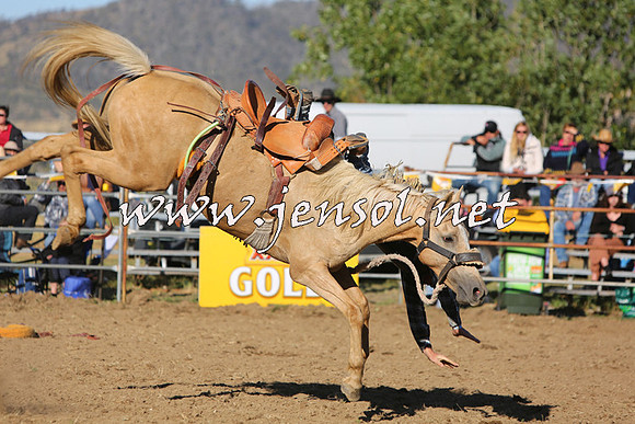 JindabyneRodeo2015_2863