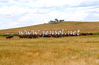 BraidwoodCampdraft2014_1378