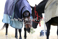 BraidwoodCampdraft2014_0419
