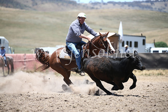 AdaminabyCampdraft2016_8145