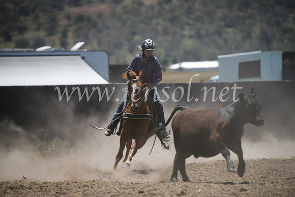 AdaminabyCampdraft2016_8007