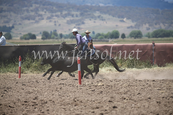 AdaminabyCampdraft2016_8126