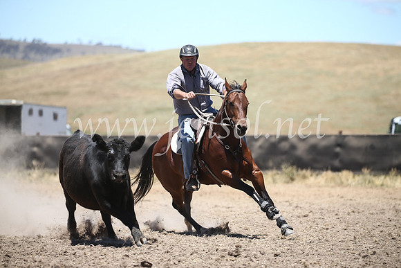 AdaminabyCampdraft2016_8168