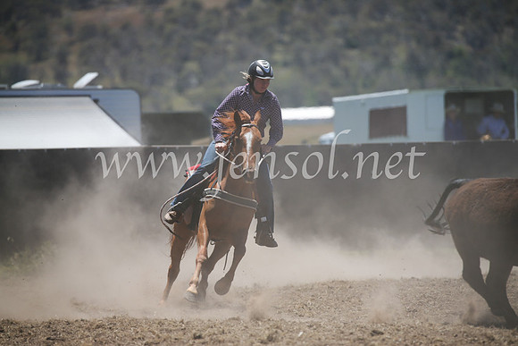 AdaminabyCampdraft2016_8004