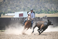 AdaminabyCampdraft2016_8100