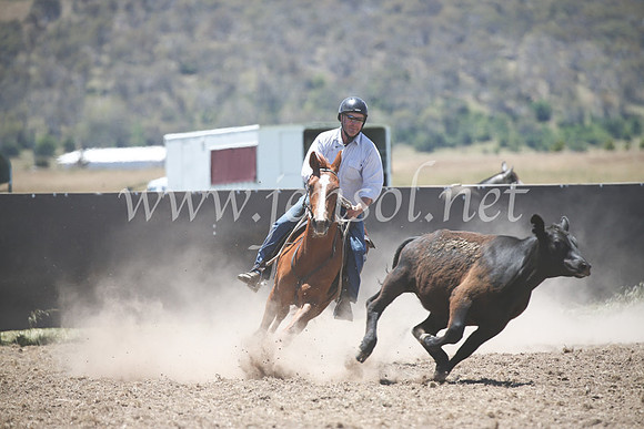 AdaminabyCampdraft2016_8100