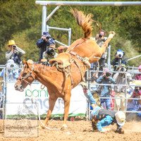 TaralgaRodeo2014_0881