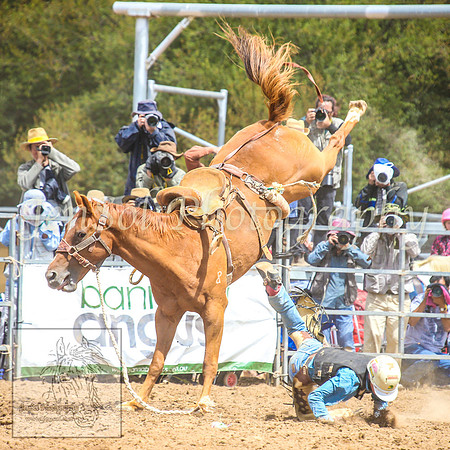 TaralgaRodeo2014_0881