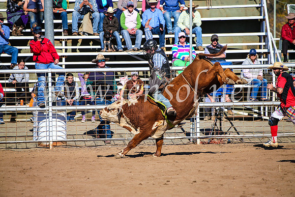 CoonambleRodeoCampdraftMon_7085
