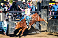 CoonambleRodeoCampdraftMon_6286