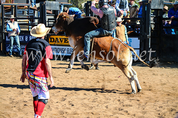 CoonambleRodeoCampdraftMon_7254