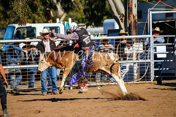CoonambleRodeoCampdraftMon_7096