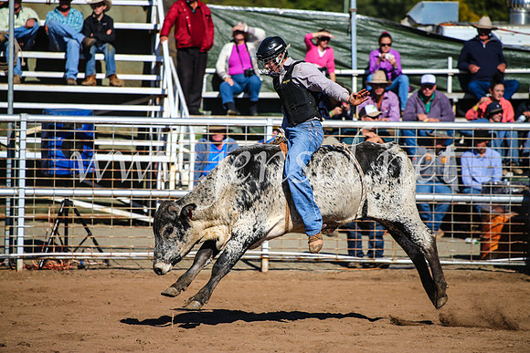 CoonambleRodeoCampdraftMon_7341