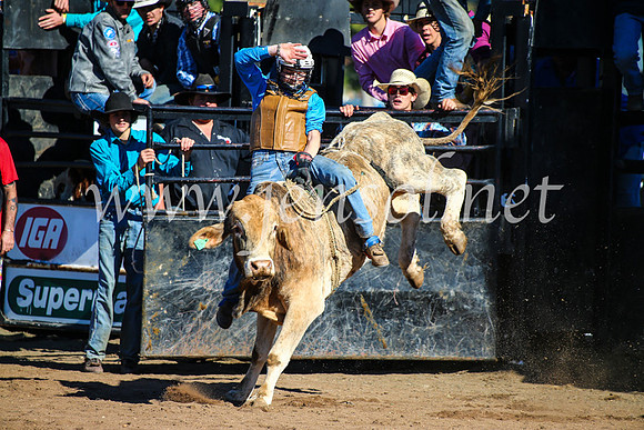 CoonambleRodeoCampdraftMon_6990