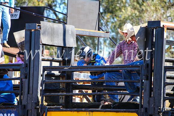 CoonambleRodeoCampdraftMon_7534