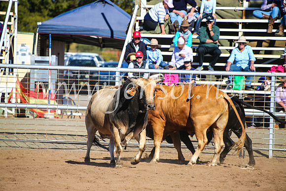 CoonambleRodeoCampdraftMon_7848