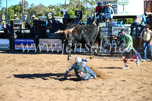 CoonambleRodeoCampdraftMon_7449