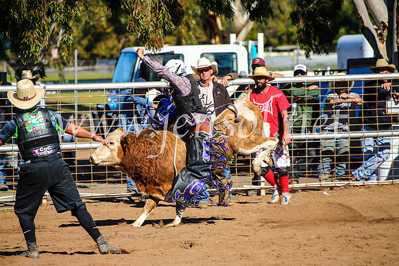 CoonambleRodeoCampdraftMon_7098