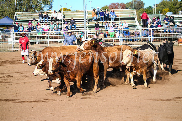 CoonambleRodeoCampdraftMon_6573