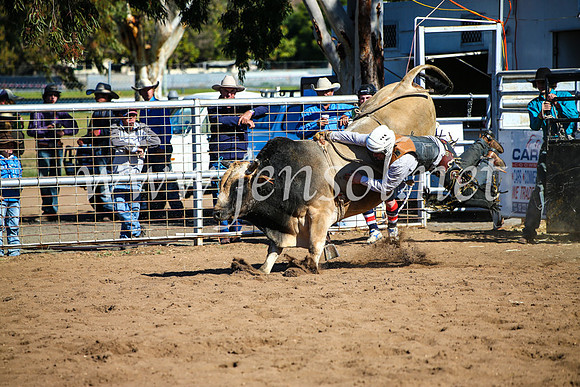 CoonambleRodeoCampdraftMon_7491