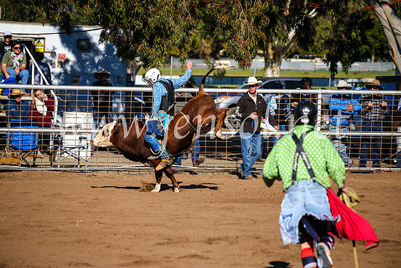 CoonambleRodeoCampdraftMon_6506