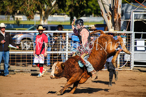 CoonambleRodeoCampdraftMon_6537