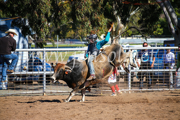 CoonambleRodeoCampdraftMon_7883
