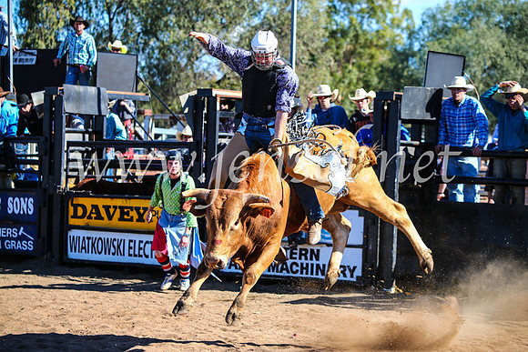 CoonambleRodeoCampdraftMon_7471