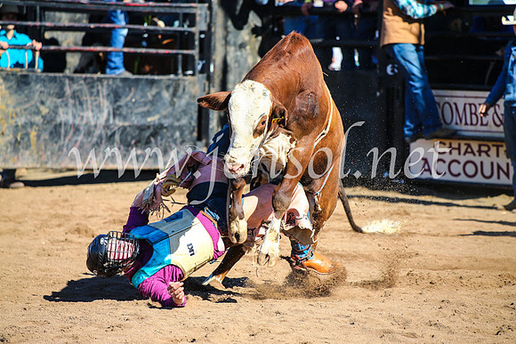 CoonambleRodeoCampdraftMon_7066