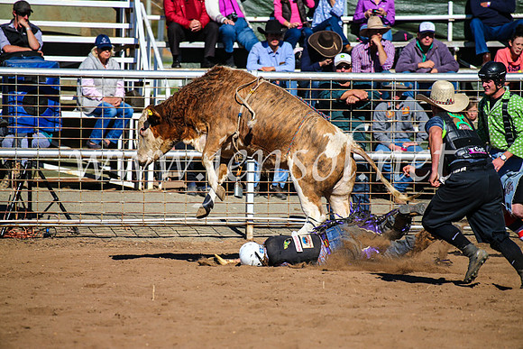 CoonambleRodeoCampdraftMon_7121