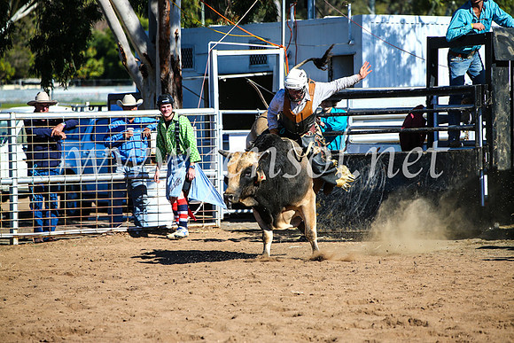 CoonambleRodeoCampdraftMon_7499