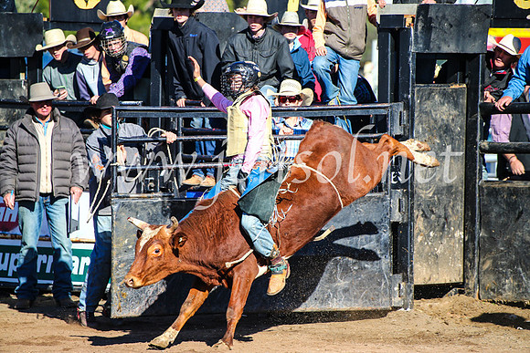 CoonambleRodeoCampdraftMon_6284