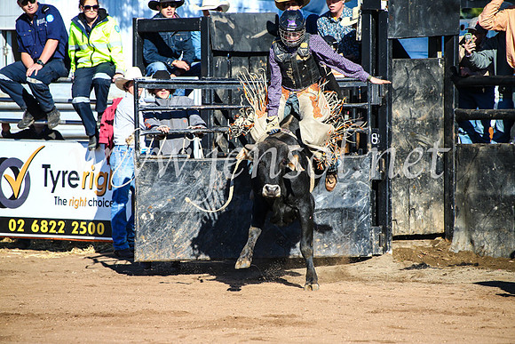 CoonambleRodeoCampdraftMon_6312