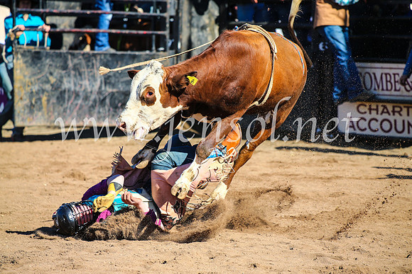 CoonambleRodeoCampdraftMon_7067