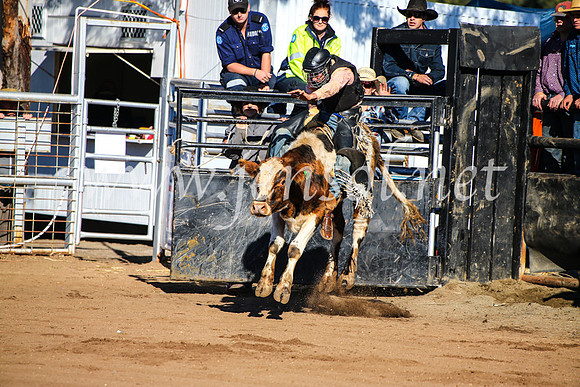 CoonambleRodeoCampdraftMon_6331