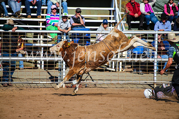 CoonambleRodeoCampdraftMon_7110