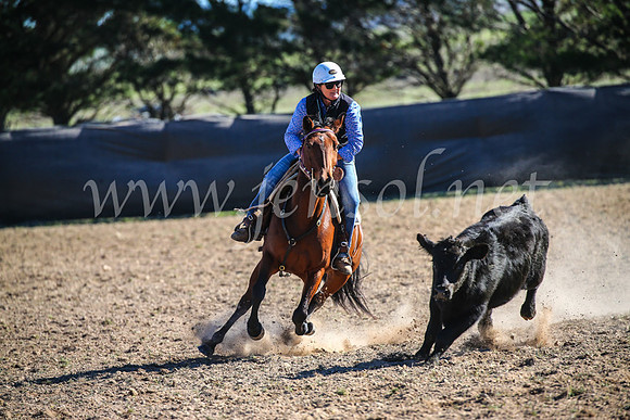 GoulburnCampdraft2017_4246